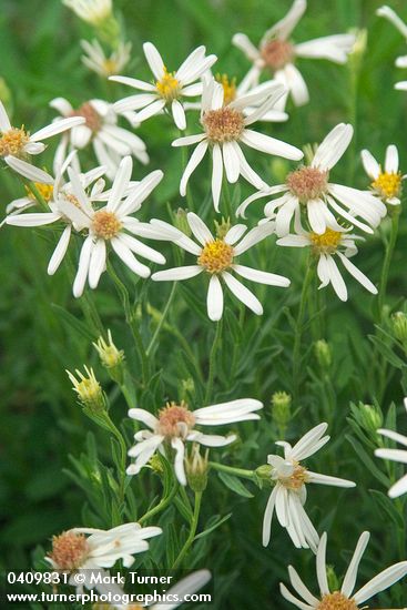 Eucephalus paucicapitatus (Aster paucicapitatus)