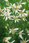 Olympic Aster blossoms & foliage detail