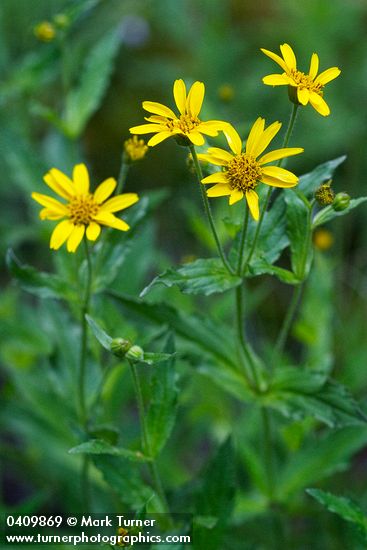 Arnica amplexicaulis