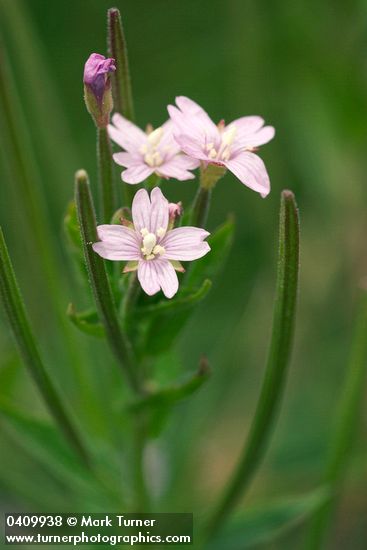 Epilobium hornemannii ssp. hornemannii