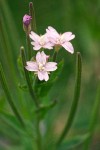 Alpine Brook Willow Herb blossoms & immature fruit detail