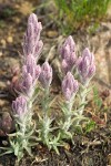 Splithair Indian Paintbrush