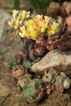 Sedum obtusatum