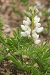 Anderson's Lupine