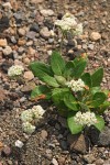 Eriogonum pyrolifolium