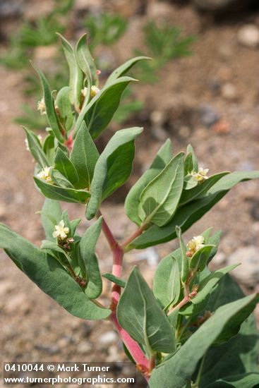 Polygonum davisiae (P. newberryi)