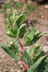 Polygonum davisiae