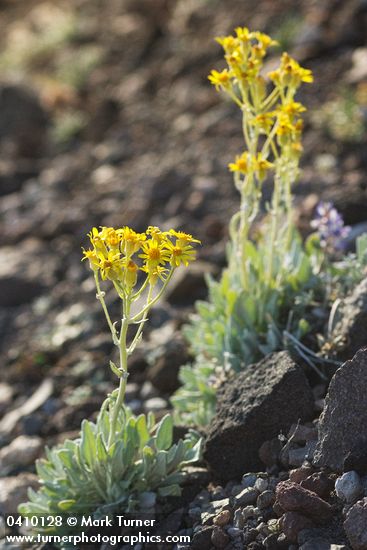 Packera cana (Senecio canus)