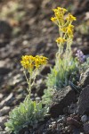 Woolly Butterweed