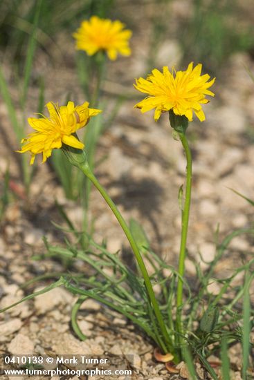 Nothocalais alpestris