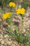 Smooth Mountain Dandelion