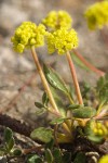 Eriogonum marifolium