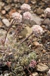 Cushion Buckwheat