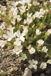 Granite Gilia