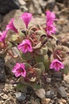 Mimulus nanus