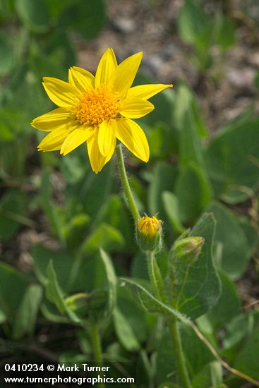 Arnica diversifolia