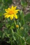 Sticky Arnica blossom & foliage