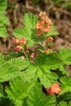 Crater Lake Currant blossoms & foliage