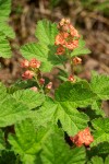 Ribes erythrocarpum