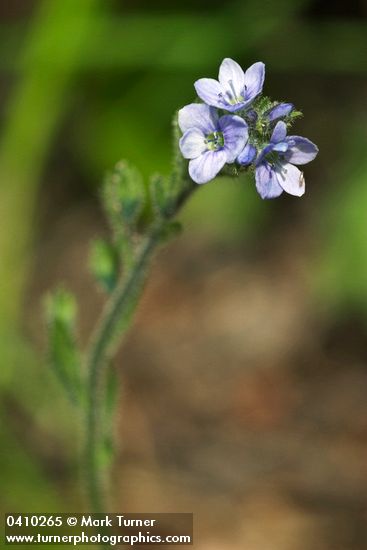 Veronica wormskjoldii