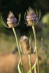 Fuller's Teasel blossoms