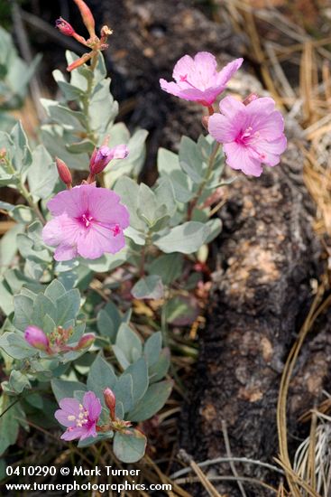 Epilobium rigidum