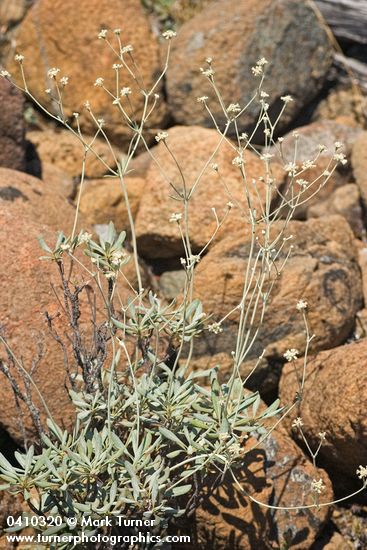 Eriogonum pendulum