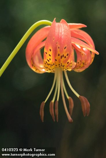 Lilium pardalinum ssp. vollmeri