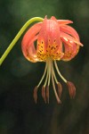 Leopard Lily blossom