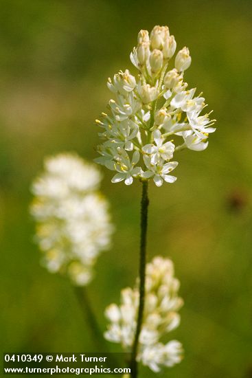 Tofieldia glutinosa