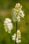 Western False Asphodel blossoms detail