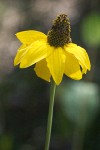 Rudbeckia glaucescens