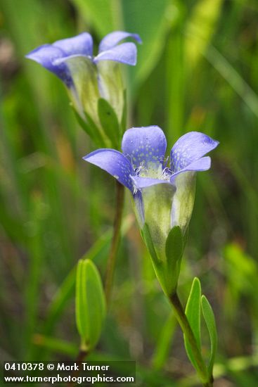 Gentiana setigera