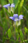 Gentiana setigera