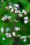 Western Boykinia blossoms detail