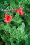 Hummingbird Trumpet blossoms & foliage detail