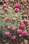 Cushion Buckwheat
