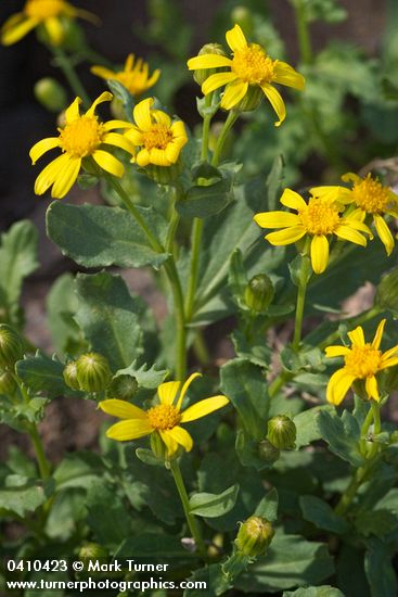 Senecio fremontii