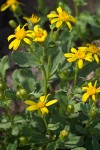 Dwarf Mountain Butterweed blossoms & foliage