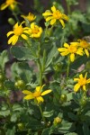 Senecio fremontii