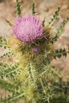 Cirsium peckii