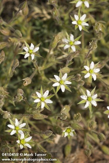 Minuartia nuttallii ssp. fragilis