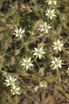 Brittle Sandwort blossoms & foliage detail