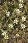 Minuartia nuttallii ssp. fragilis