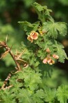 Alpine Prickly Currant blossoms, foliage & thorns detail