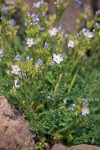 Polemonium viscosum