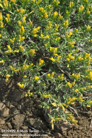 Chrysothamnus humilis (Ericameria humilis)