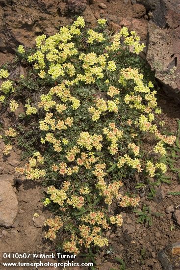 Eriogonum umbellatum var. dichrocephalum