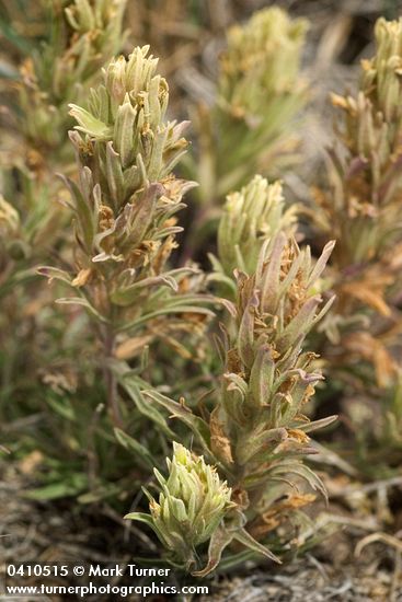 Castilleja pilosa var. steenensis