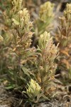 Castilleja pilosa var. steenensis